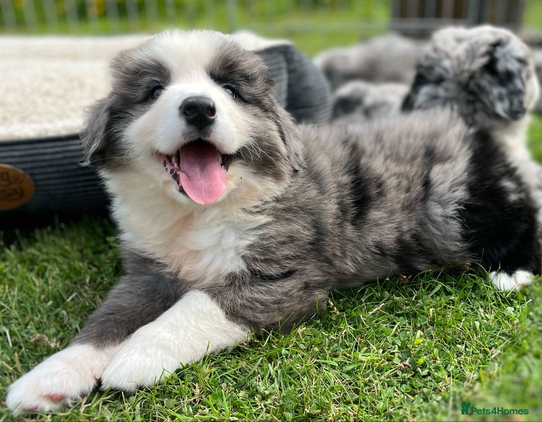 Bernese Mountain Dog dogs for sale: Stunning Chunky Bordernese Puppies - Image 2