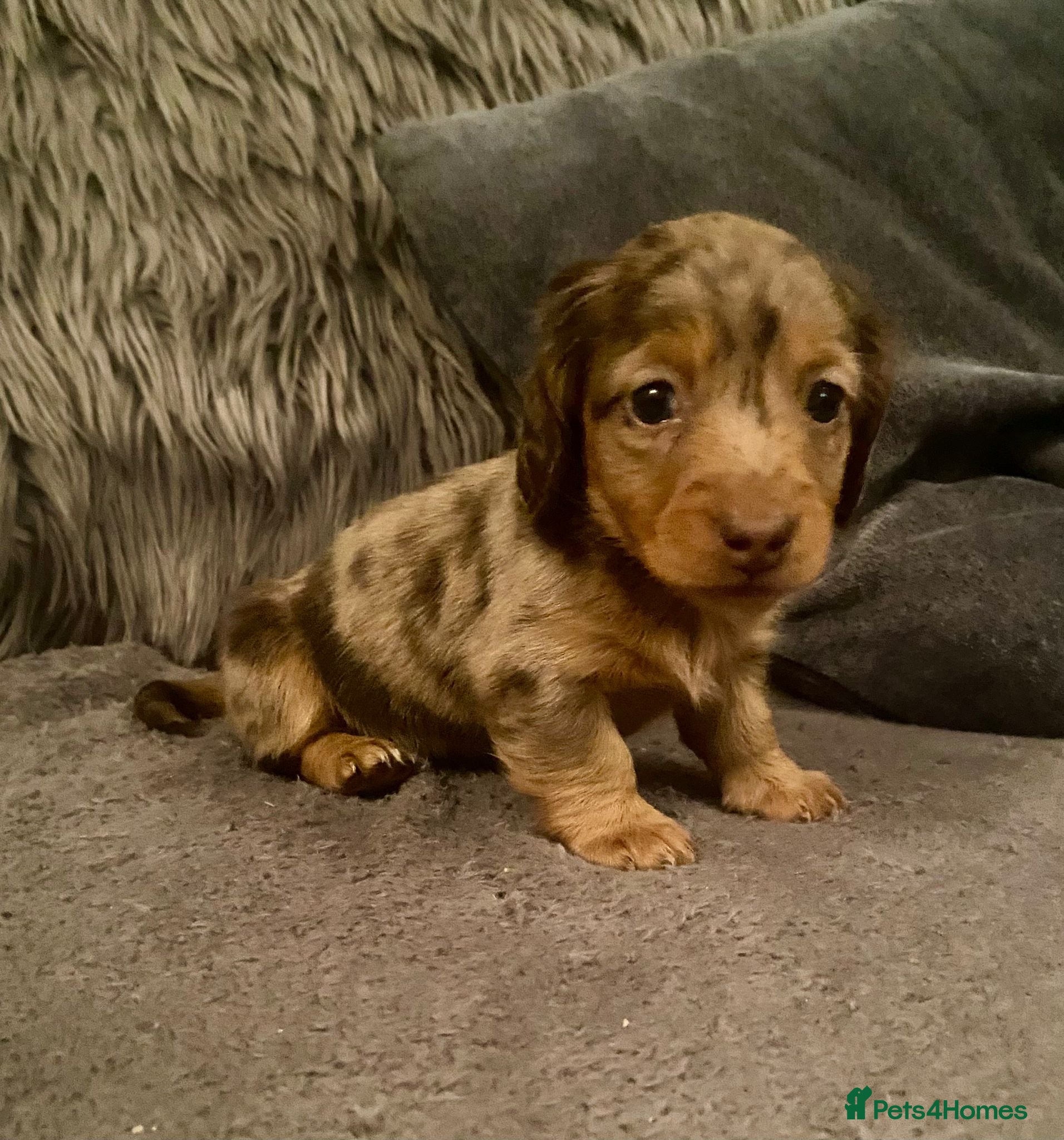 Miniature Dachshund dogs Stunning Miniature Daschund - Advert 4