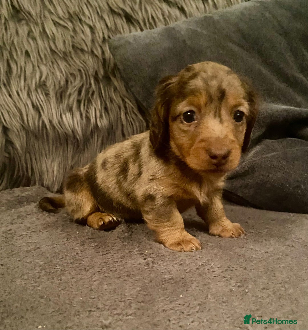 Miniature Dachshund dogs for sale: Stunning Miniature Daschund - Advert 1