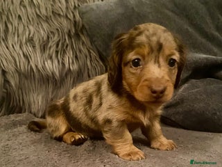 Miniature Dachshund dogs Stunning Miniature Daschund - Advert 7