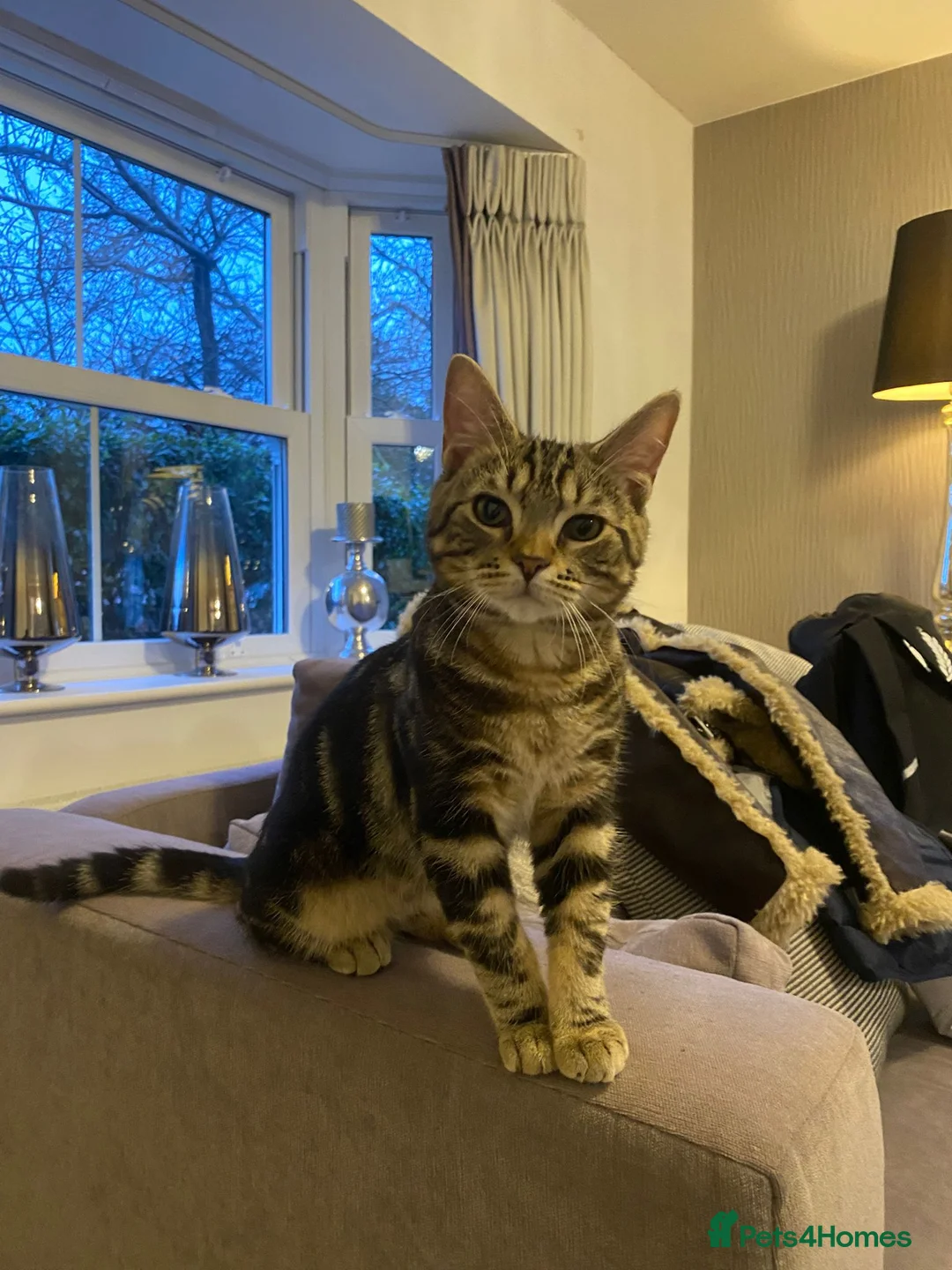 British Shorthair cats for sale: Kittens of 6 months NEED GONE URGENTLY  - Advert 5