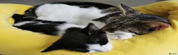 Mixed Breed cats for sale: 🐾 Male Kitten Looking for His loving Home 🏡💙 in London - Advert 2
