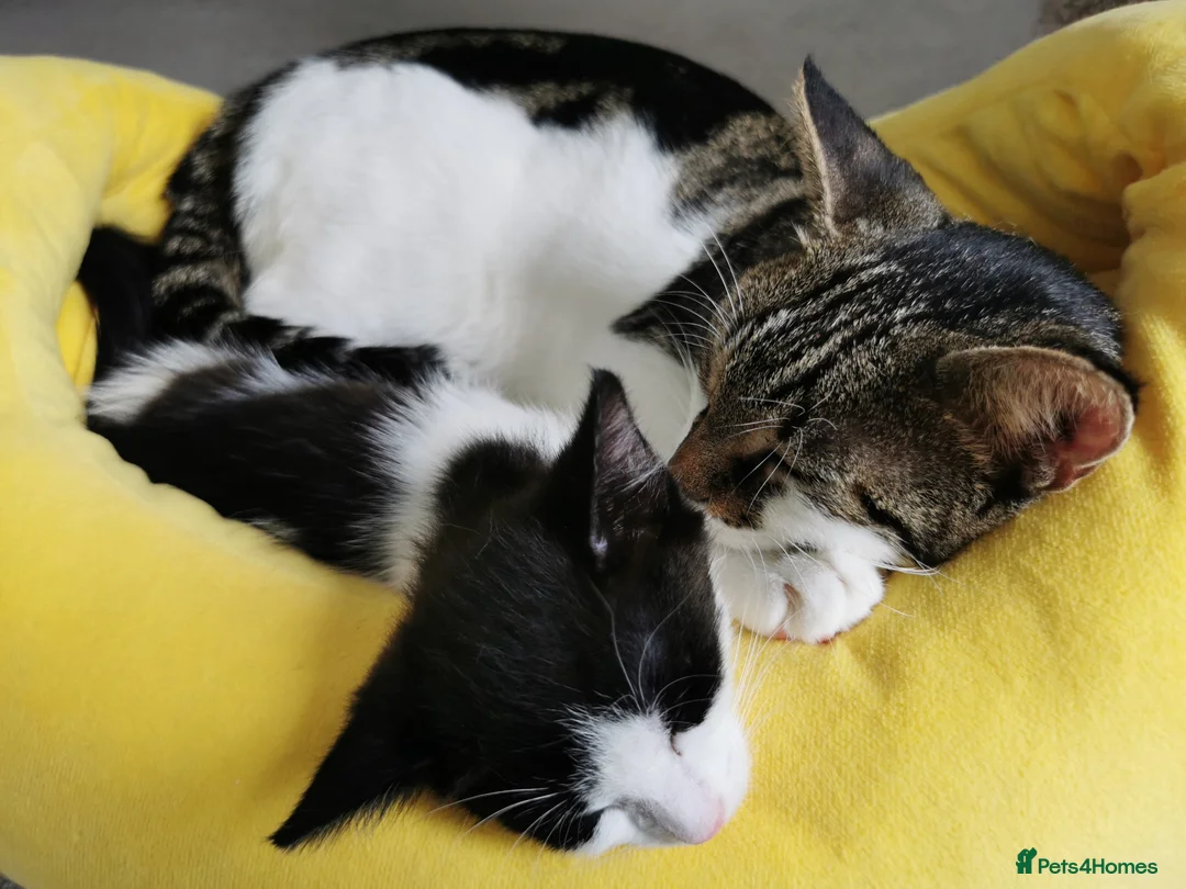 Mixed Breed cats for sale: 🐾 Male Kitten Looking for His loving Home 🏡💙 in London - Advert 2