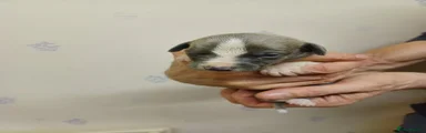 Whippet 5