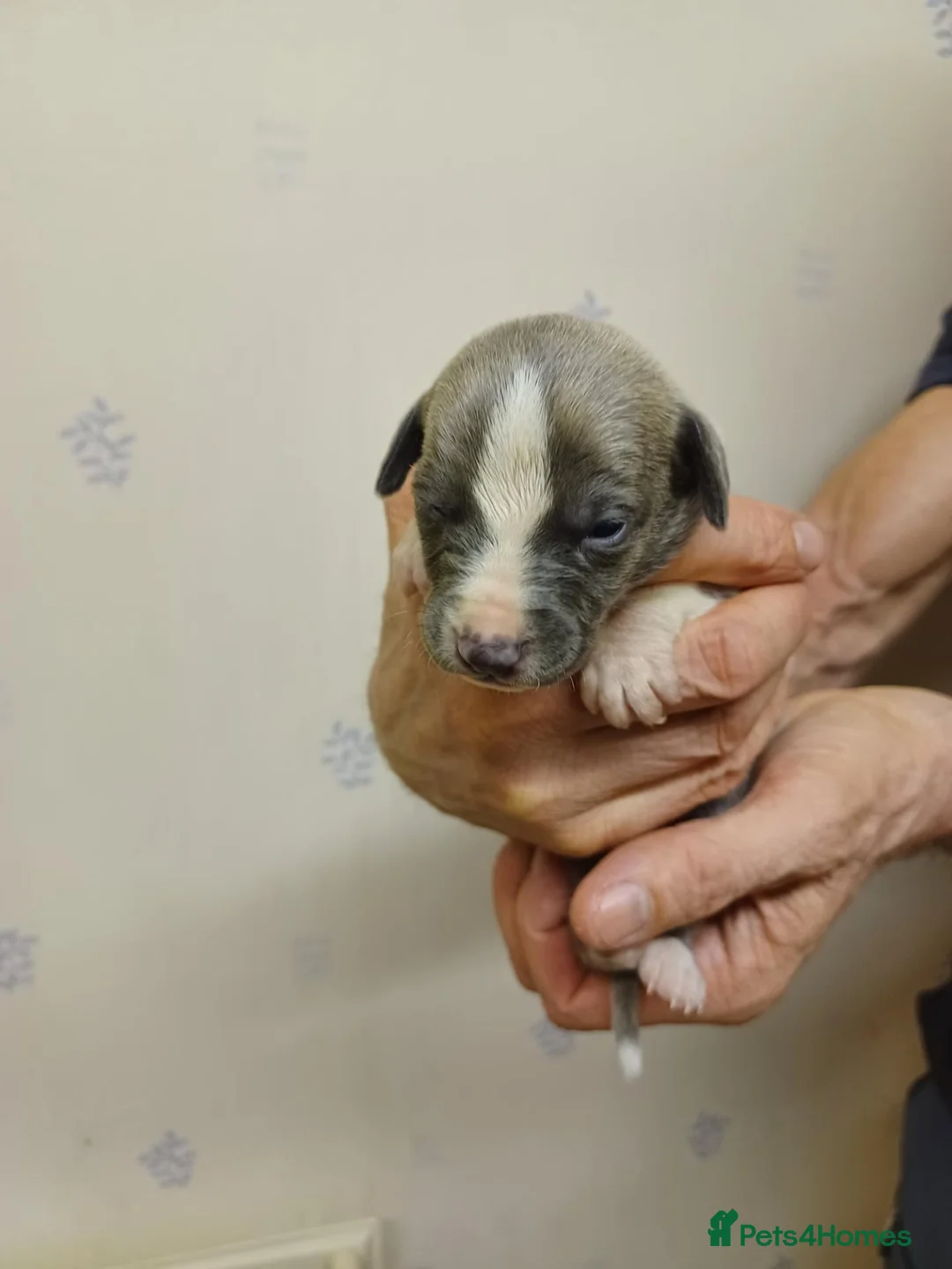 Whippet dogs for sale: RKC Whippet Puppies - Advert 25