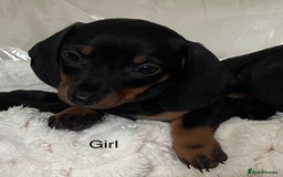 Miniature Dachshund dogs for sale: 💙Miniature dachshund puppies💝 - Image 11