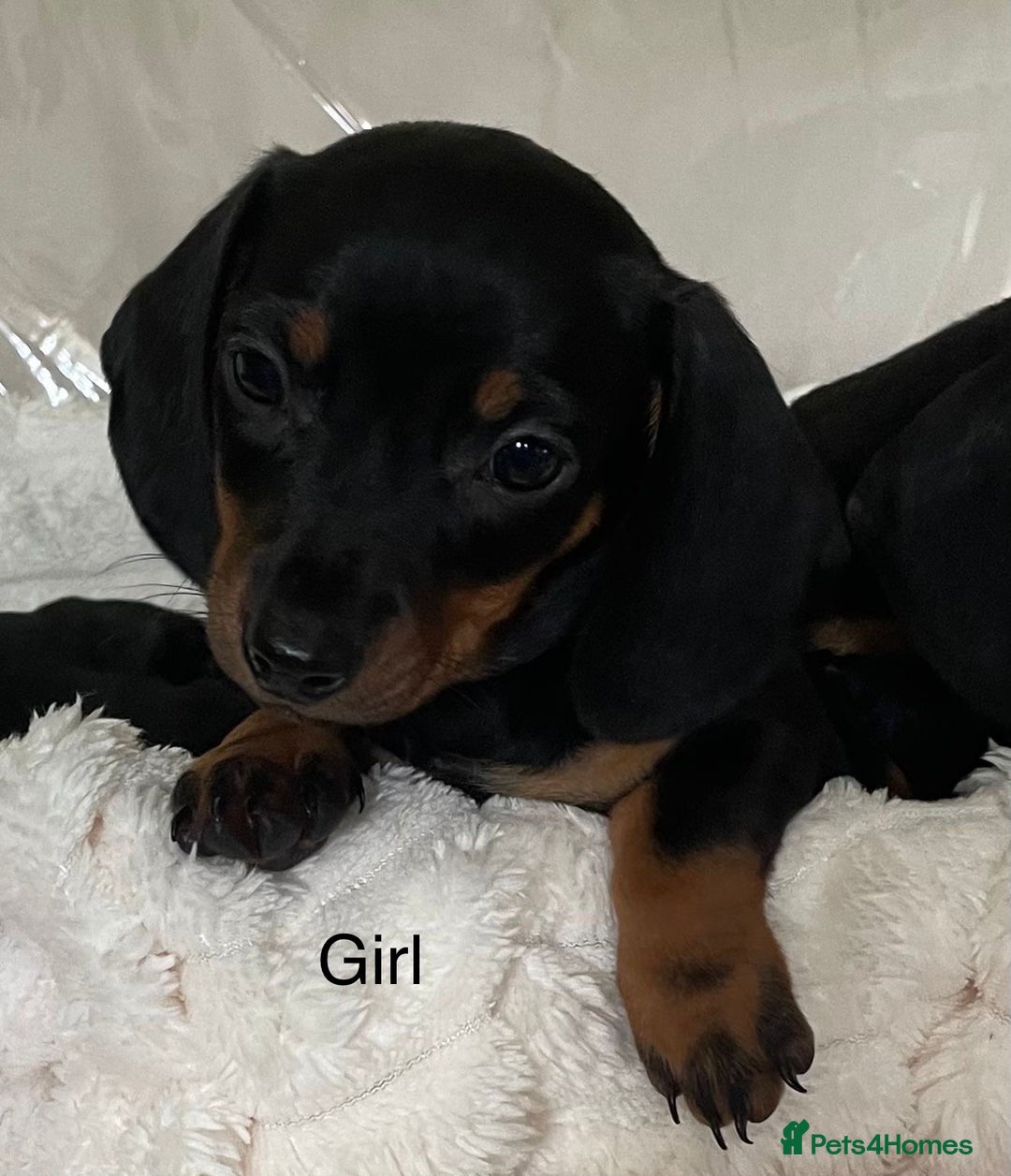 Miniature Dachshund dogs for sale: 💙Miniature dachshund puppies💝 - Image 11