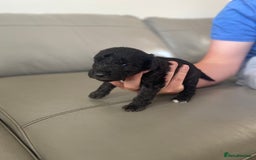 Bedlington Terrier dogs for sale: KC registered Bedlington terrier puppies - Image 17