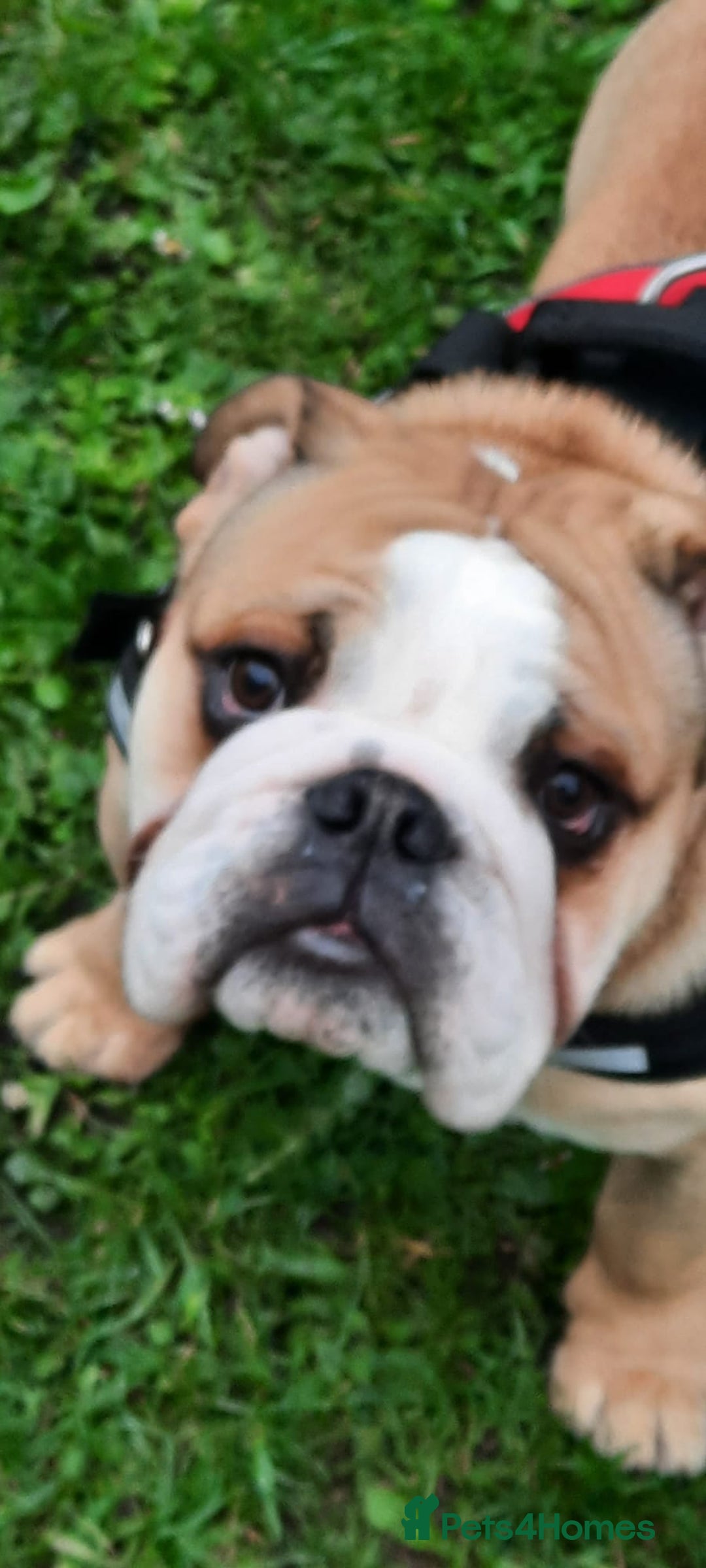 English Bulldog dogs for sale: 2 year old English Bulldog for sale.  - Image 2