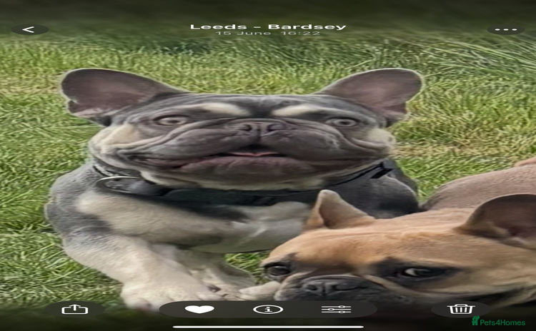 French Bulldog dogs - Advert 1