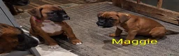 Boxer dogs for sale: Female boxer puppy kc reg 5 star licence  - Advert 5