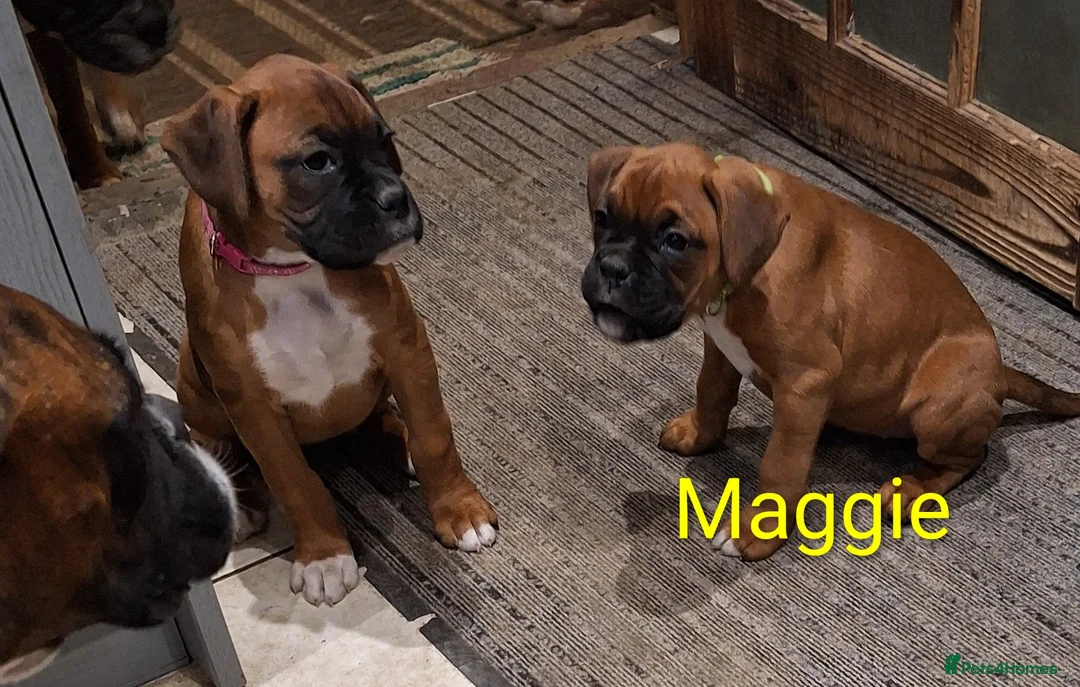 Boxer dogs for sale: Female boxer puppy kc reg 5 star licence  - Advert 5