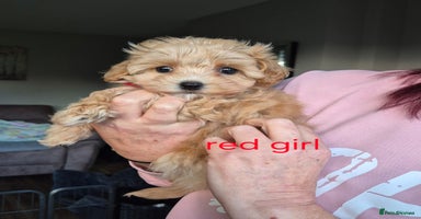 Maltipoo dogs F1 Maltipoo puppies 🐶 Just 2 girls remaining  - Advert 1