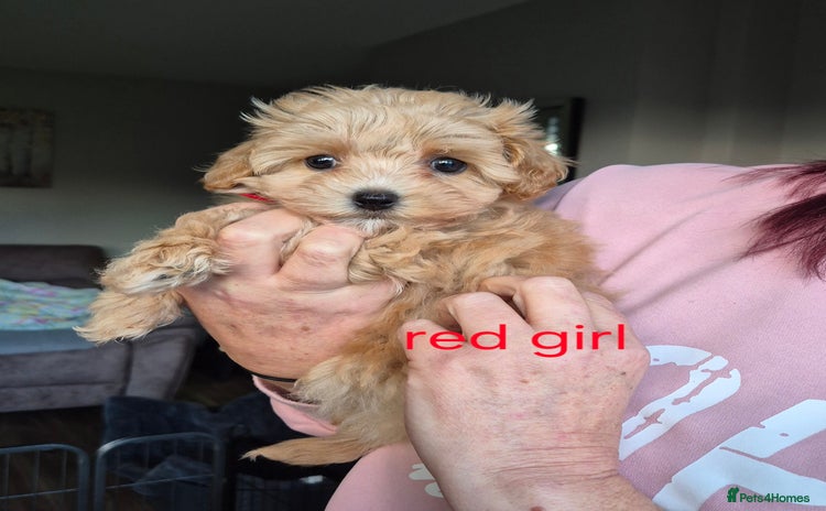 Maltipoo dogs F1 Maltipoo puppies 🐶 Just 2 girls remaining  - Advert 7