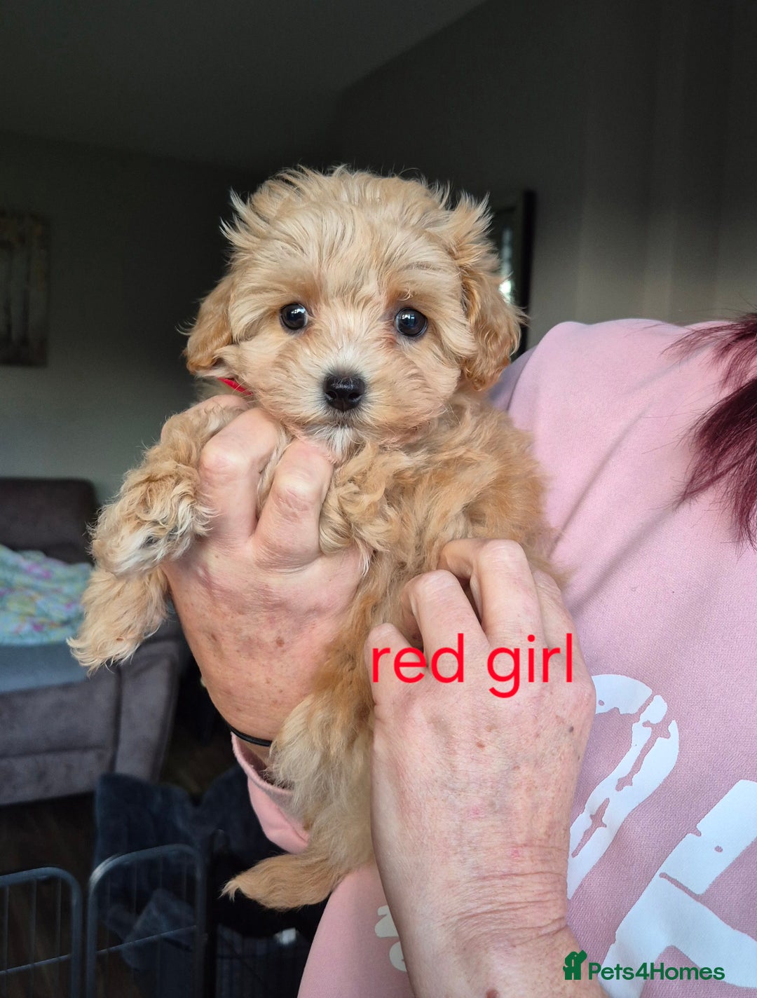 Maltipoo dogs for sale: F1 Maltipoo puppies 🐶 Just 2 girls remaining  - Advert 3
