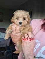 Maltipoo dogs F1 Maltipoo puppies 🐶 Just 2 girls remaining - Advert 1