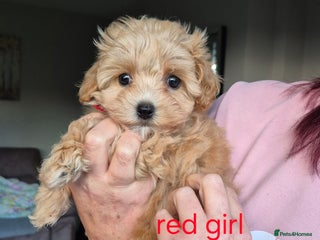 Maltipoo dogs F1 Maltipoo puppies 🐶 Just 2 girls remaining - Advert 3