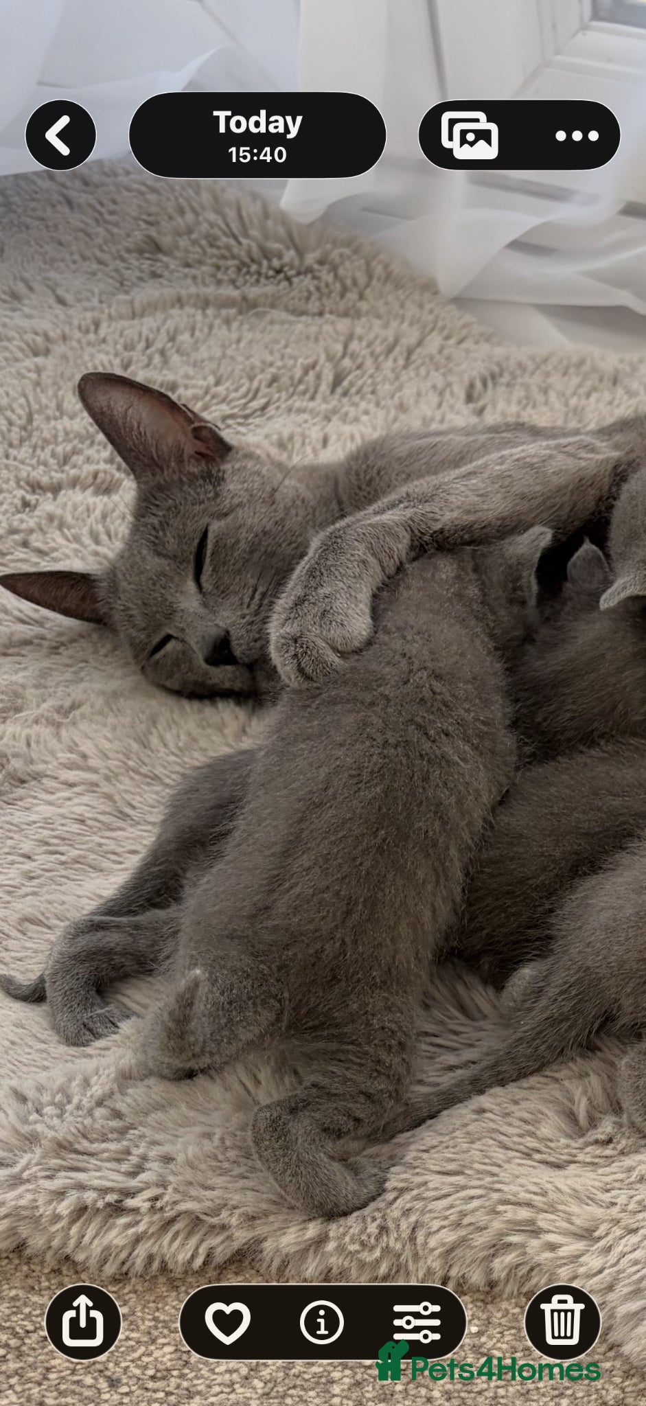 Russian Blue cats 6 Stunning GCCF Russian Blue Kittens 🐾 24th Feb  - Advert 19
