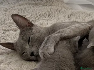 Russian Blue cats 6 Stunning GCCF Russian Blue Kittens 🐾 24th Feb - Advert 19