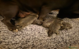 Staffordshire Bull Terrier dogs for sale: 6 Beautiful Staffordshire bull terrier puppies, - Image 2