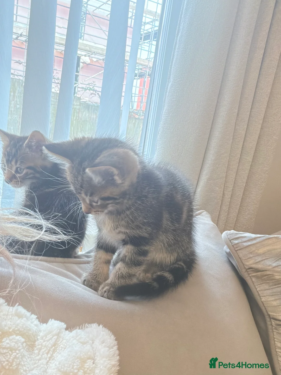 Siberian cats for sale: Siberian x kittens  - Advert 3