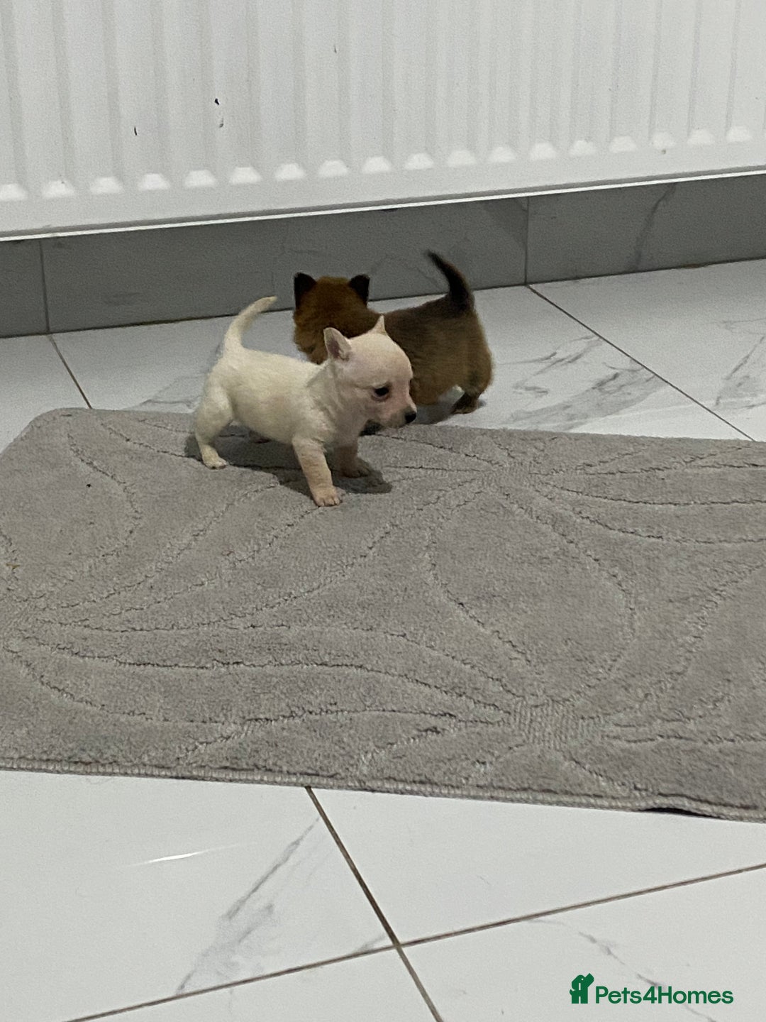Chihuahua dogs for sale: 3 beautiful chihuahua puppies  - Advert 10