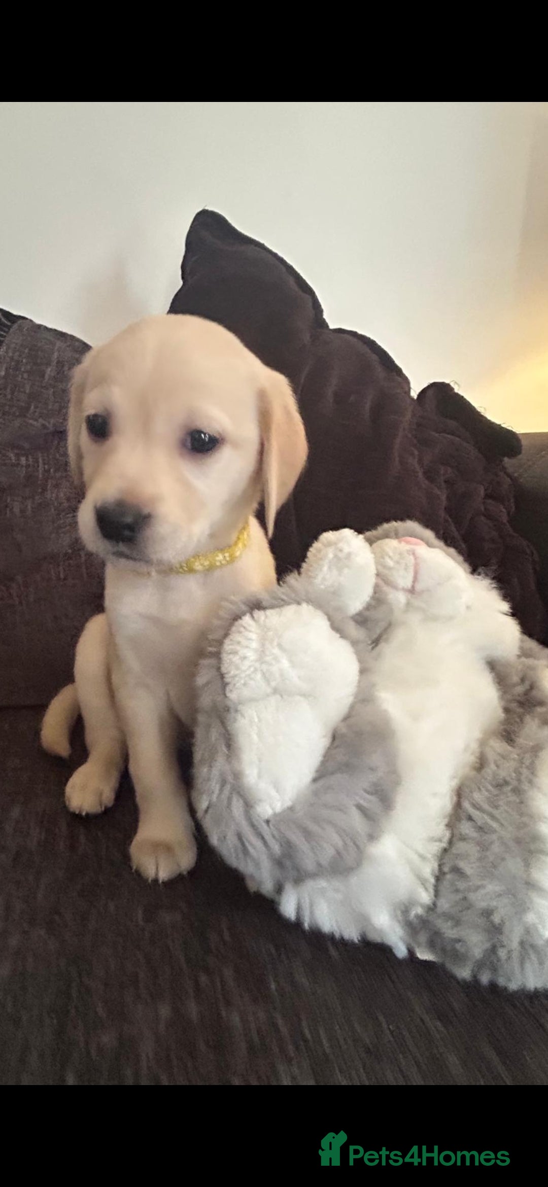 Goldador dogs for sale: Goldador puppies 🐾 - Image 3