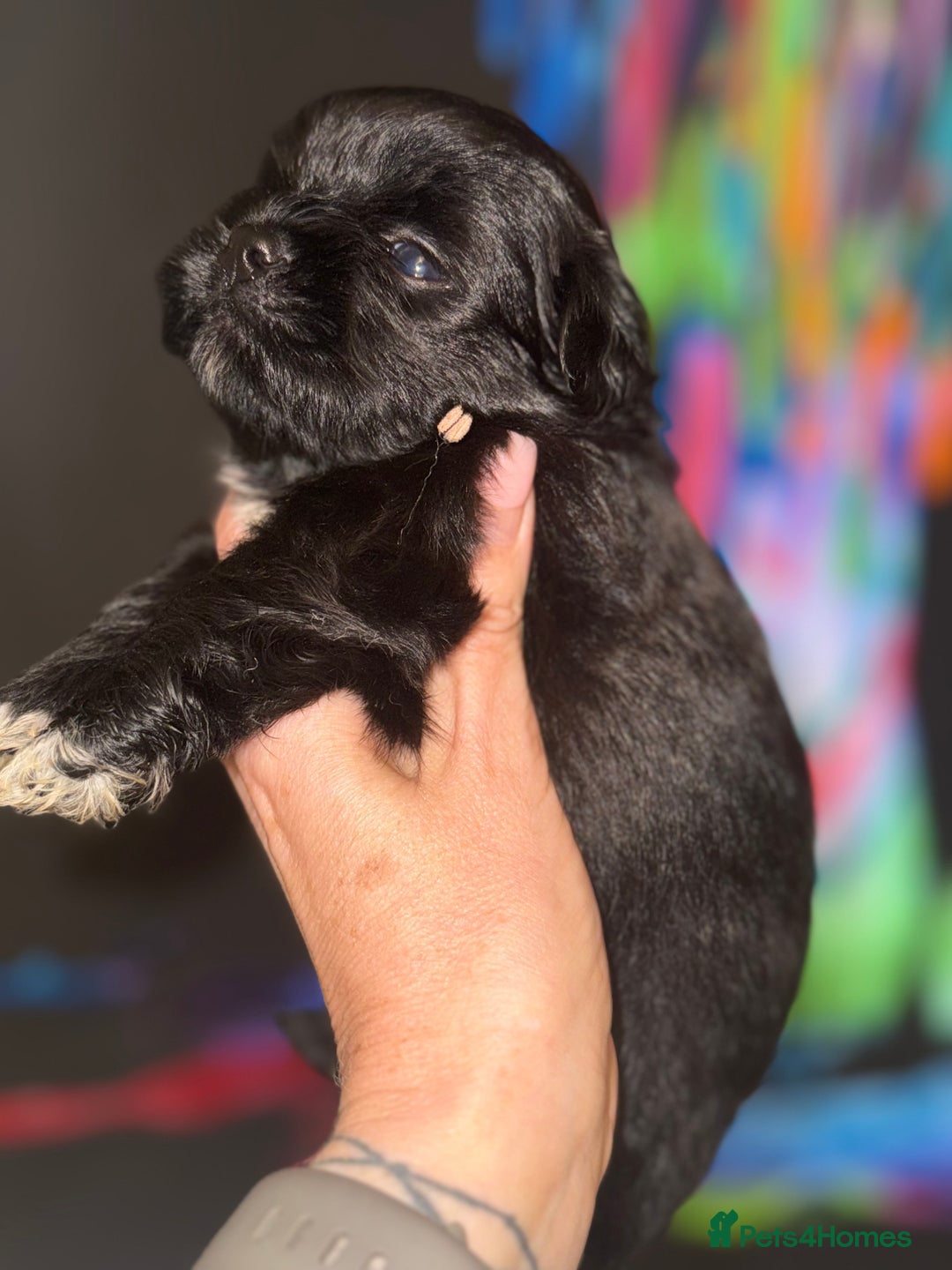 Lhasa Apso dogs for sale: Stunning kc registered Lhasa apso pups - Image 2