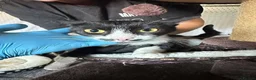Mixed Breed cats for adoption: Mako for adoption in Kidlington - Advert 2
