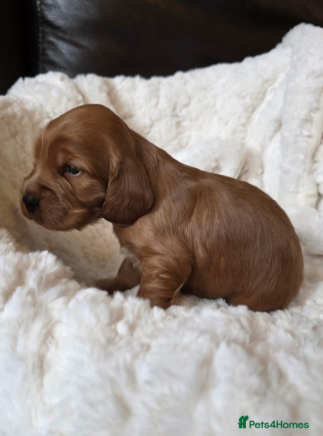 Cocker Spaniel dogs for sale: Beautiful KC Show Cocker Spaniel Pups - Advert 11
