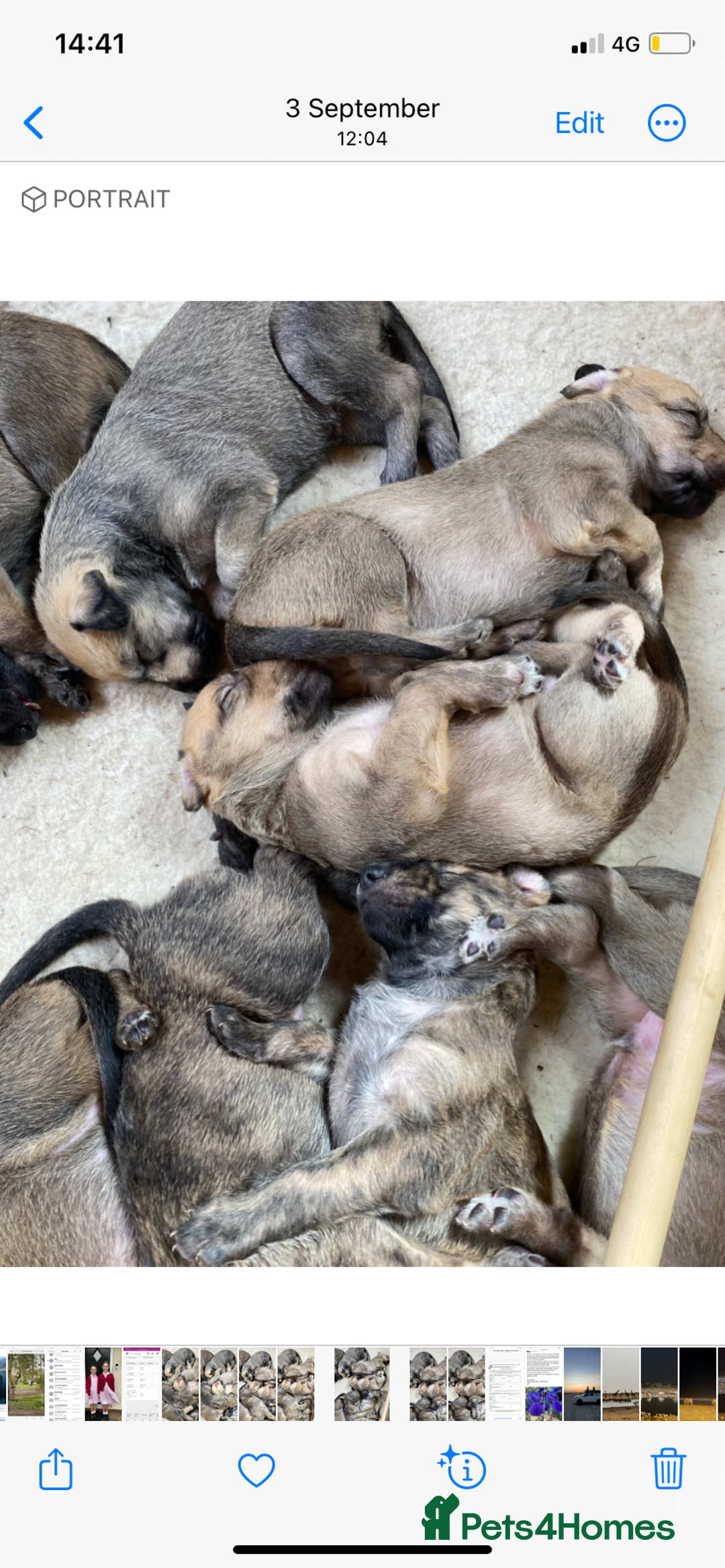 Lurcher dogs for sale: GOLDEN DEERHOUND LURCHER PUPPIES  - Image 5
