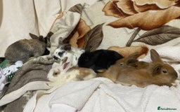 Mixed Breed rabbits for sale: Beautiful Bunnies Ready For New Homes - Advert 2