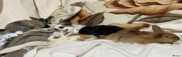 Mixed Breed rabbits for sale: Last Beautiful Bunny ready for new home - Advert 8