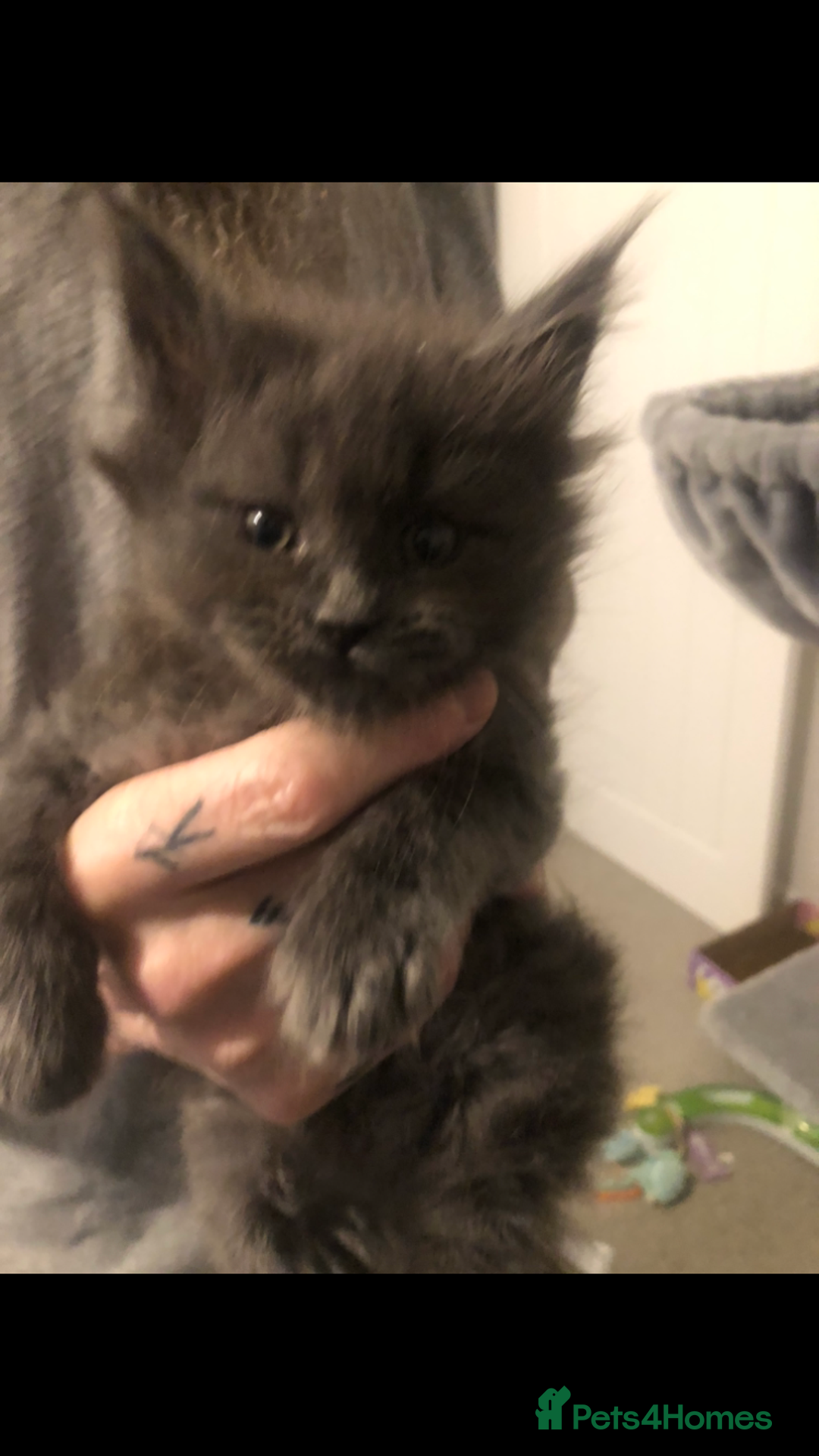 Maine Coon cats for sale: Gorgeous RagCoons - Advert 6