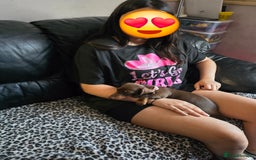 Miniature Dachshund dogs for sale: Minature Dachshund Puppy - Image 22