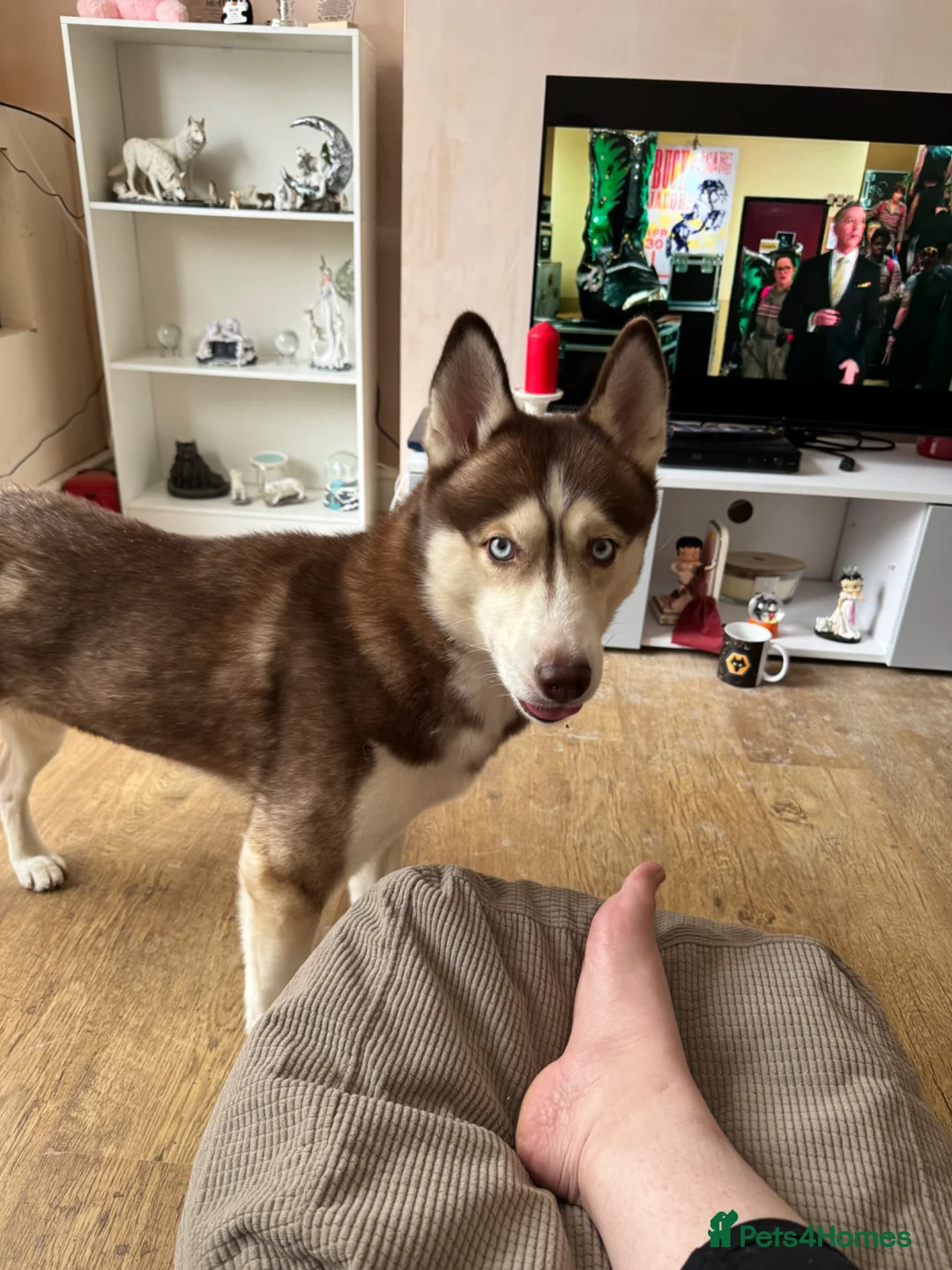 Mixed Breed dogs for sale: Siberian husky looking for forever home - Advert 4