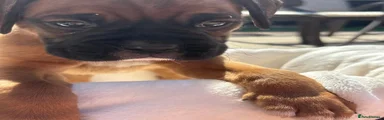 Boxer 2
