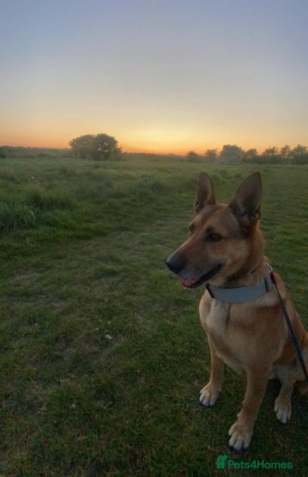 Mixed Breed dogs for stud: Stunning Belgian Malinois x White German Shepherd  - Advert 2
