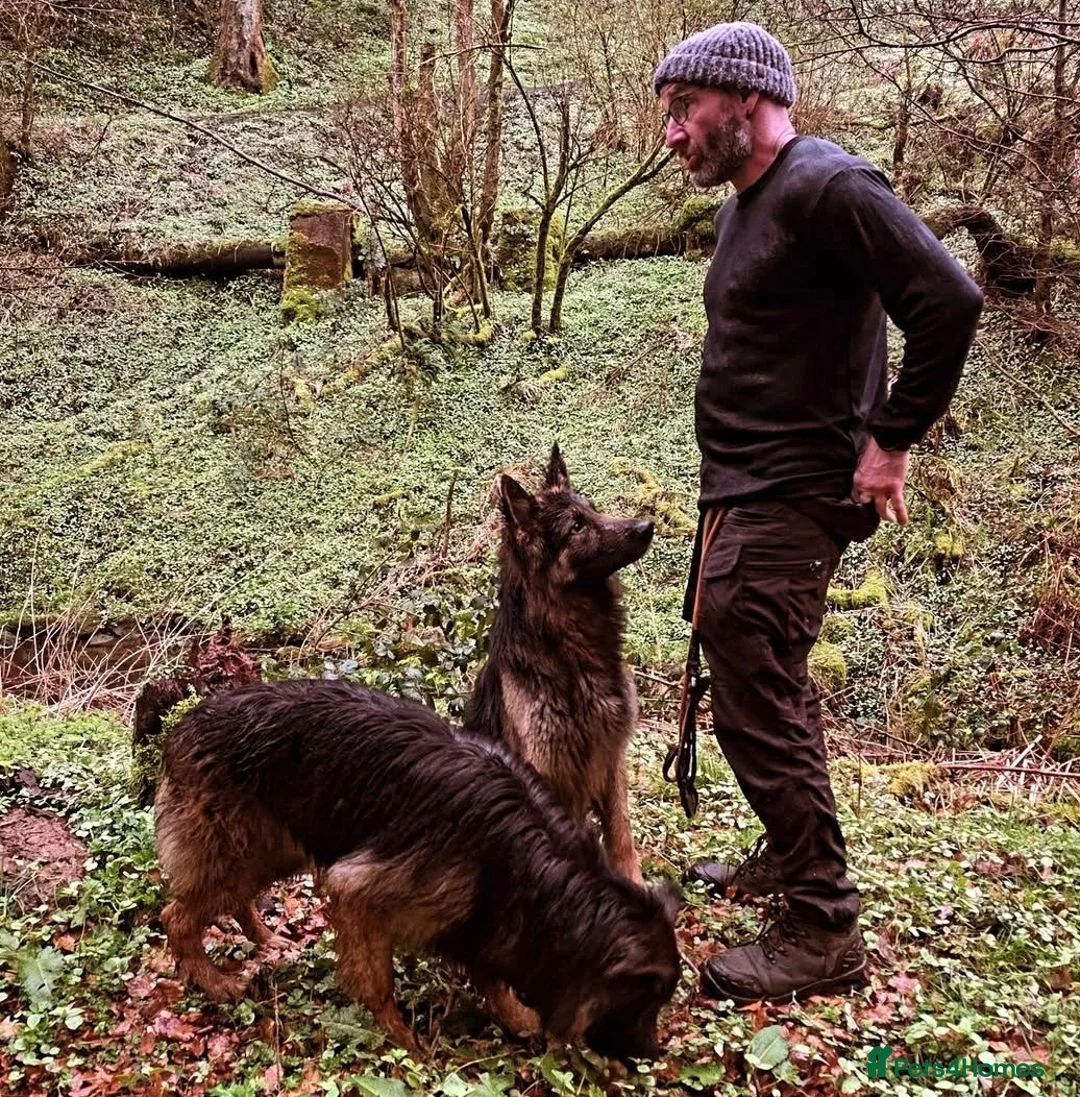 German Shepherd dogs for sale: German Shepherd for rehoming in Darwen - Advert 7