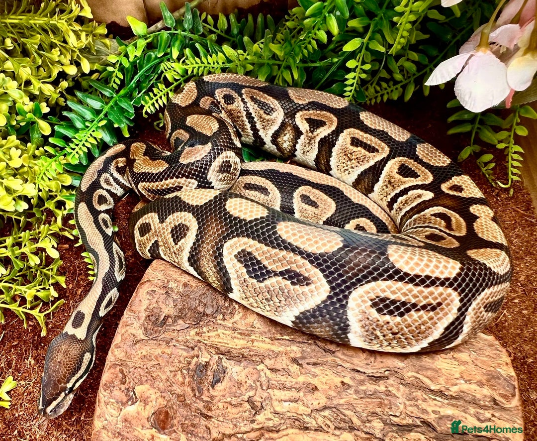 Python Snake reptiles for sale: Royal pythons looking for new home - Image 3