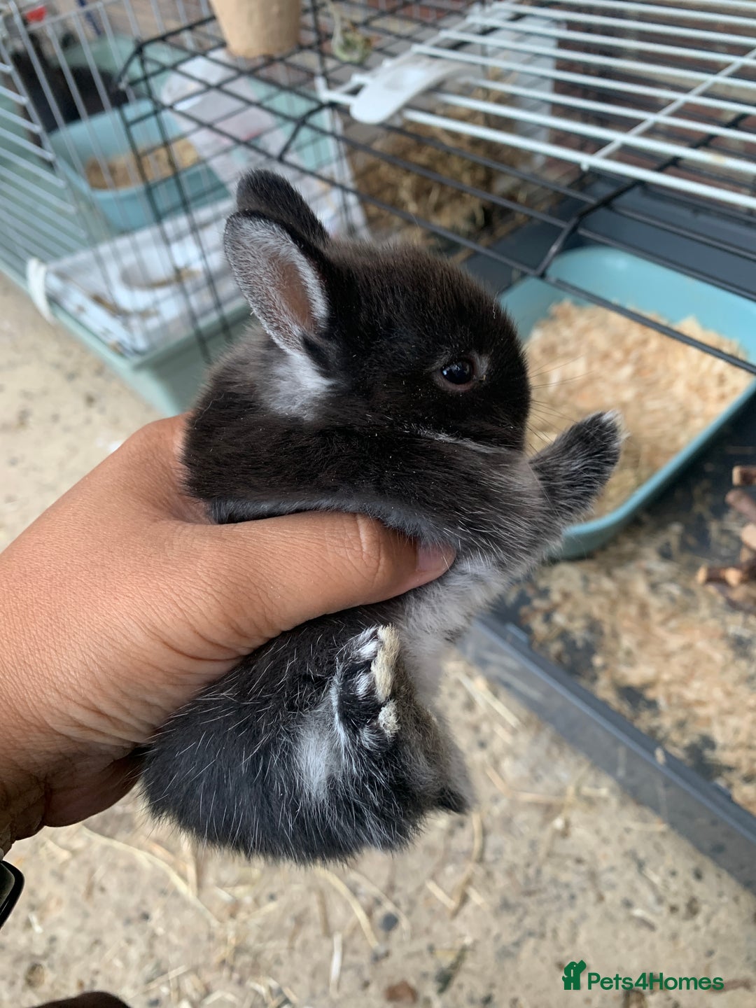 Netherland Dwarf rabbits for sale: Gorgeous Netherland Dwarf Rabbits - Ready in Sept - Image 17
