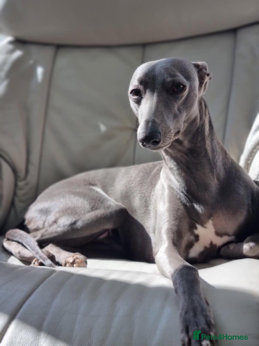 Whippet dogs Fantastic Pedigree Quality Whippets - Advert 3