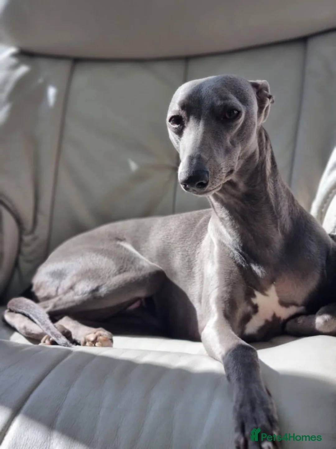Whippet dogs for sale: Fantastic Pedigree Quality Whippets - Advert 1