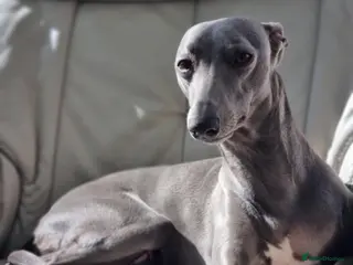 Whippet dogs Fantastic Pedigree Quality Whippets - Advert 8