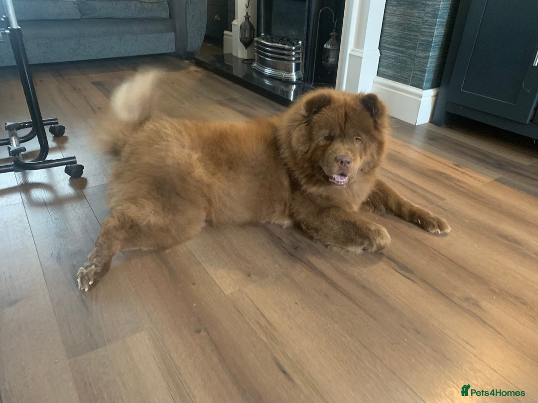 Chow Chow dogs for sale: Chocolate chow chow bitch 26 months old  - Image 4