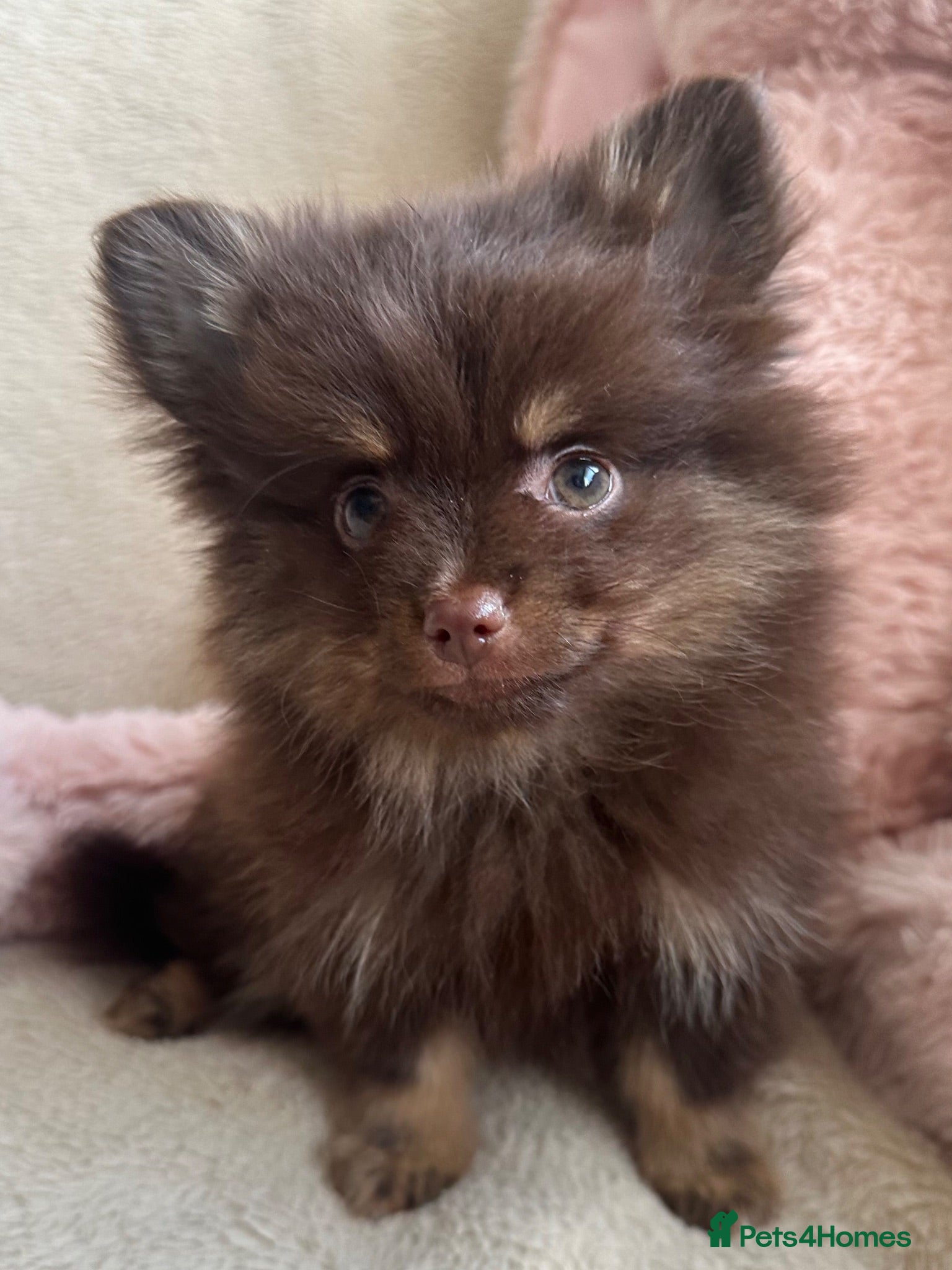 Pomeranian dogs Pomeranian  - Advert 2