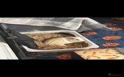 Guinea Pig rodents for sale: Bonded pair of female guinea pigs - Image 3