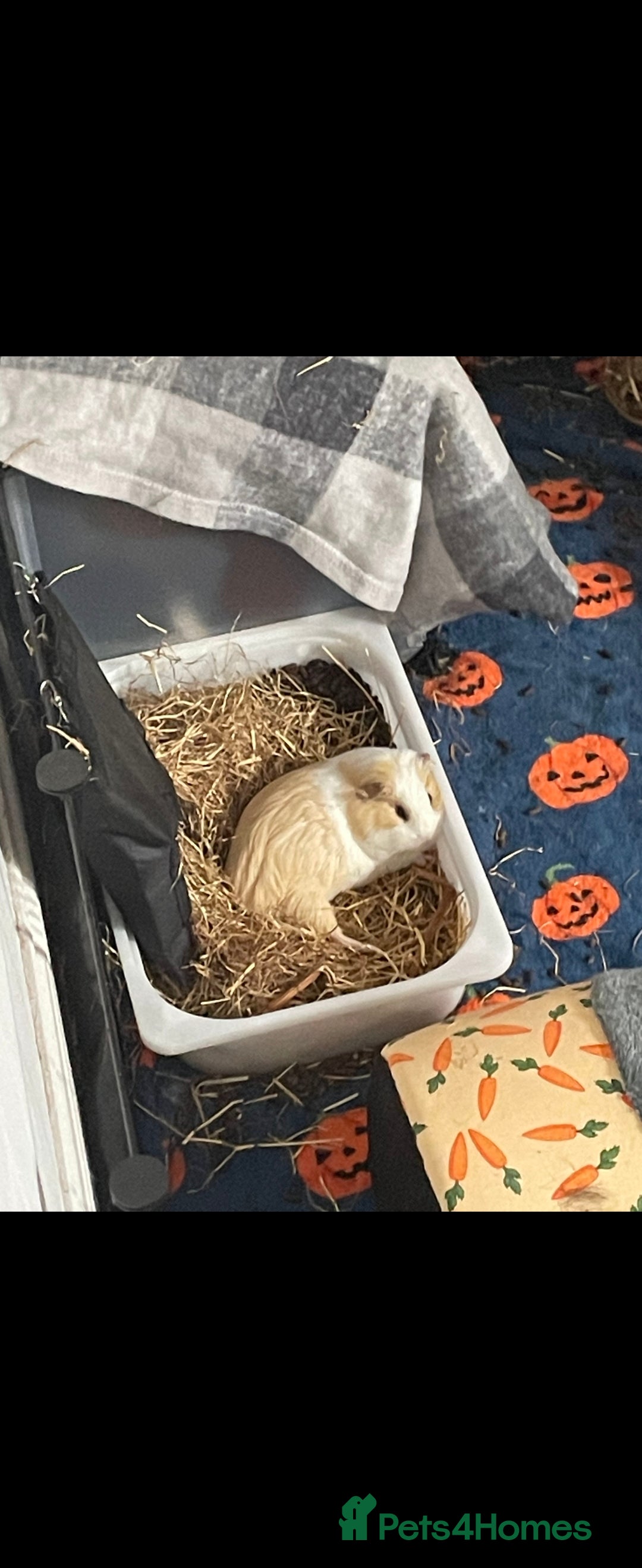 Guinea Pig rodents for sale: Bonded pair of female guinea pigs - Image 3