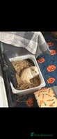 Guinea Pig rodents - Advert 5