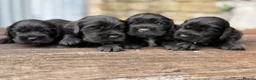 Cocker Spaniel dogs for sale: Stunning health tests show cockers  - Advert 3